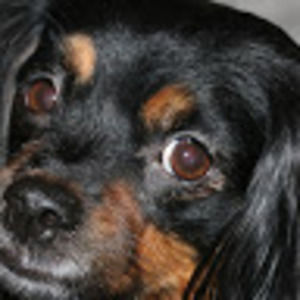 Meet your Posher, Logan